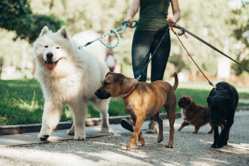 Dog walker walking the dogs 