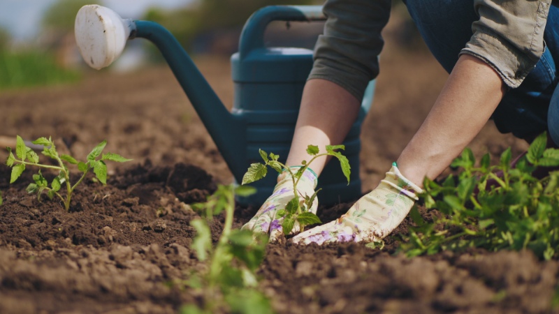 Planting tomato seedlings