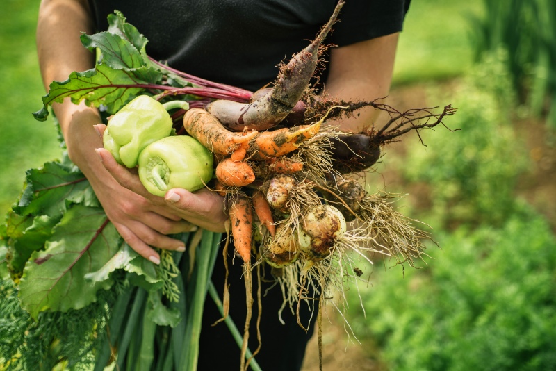 Harvest from vegetable gardening 